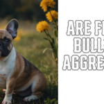 Are French Bulldogs Aggressive?