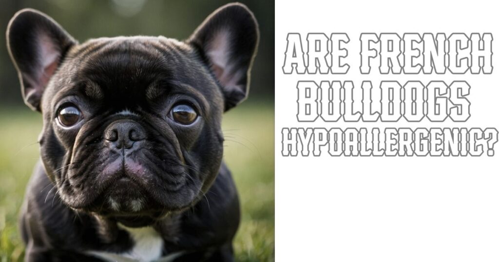 Are french Bulldogs hypoallergenic