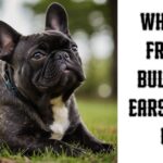 When do french bulldogs ears stand up?