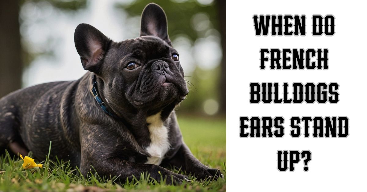 When do french bulldogs ears stand up?