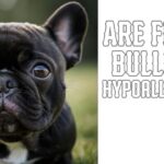 Are french Bulldogs hypoallergenic