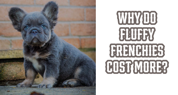 Why Do Fluffy Frenchies Cost More