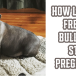 How Long Do French bulldogs Stay Pregnant?