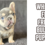 What To Feed French Bulldog puppies?