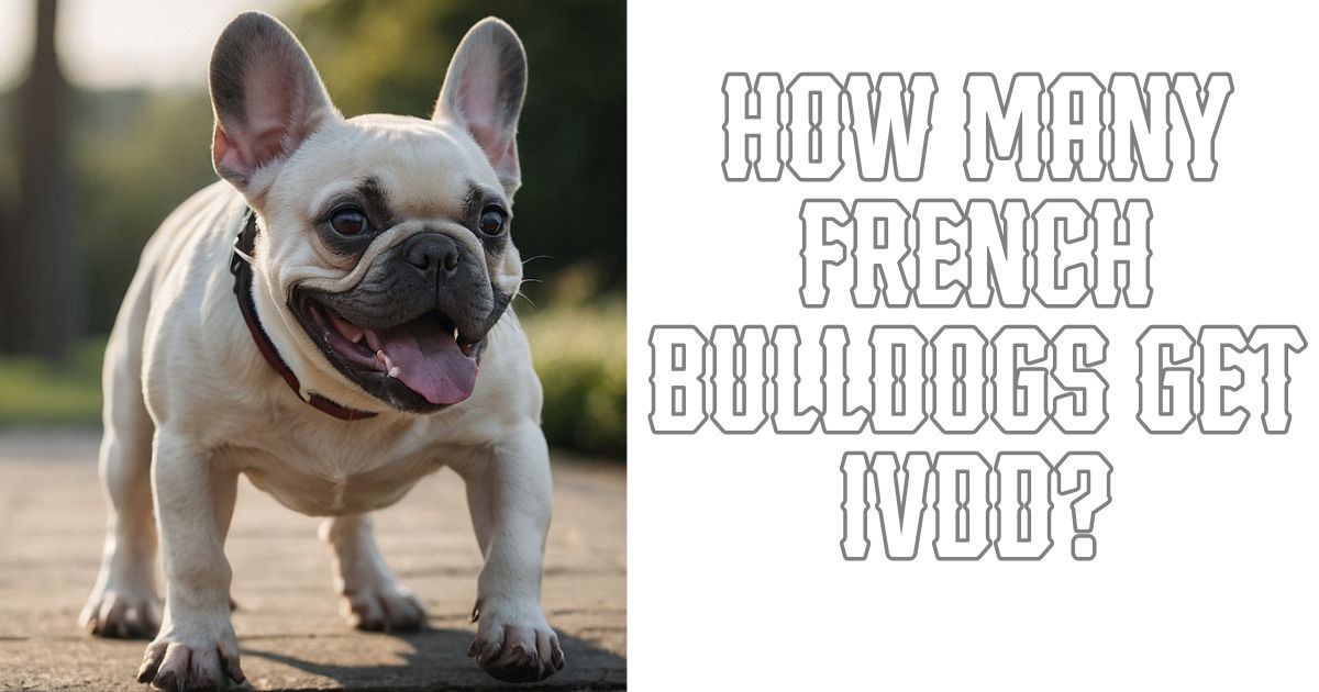 How many French Bulldogs Get IVDD