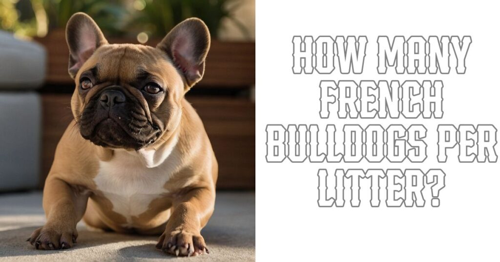 How many French Bulldogs Per Litter