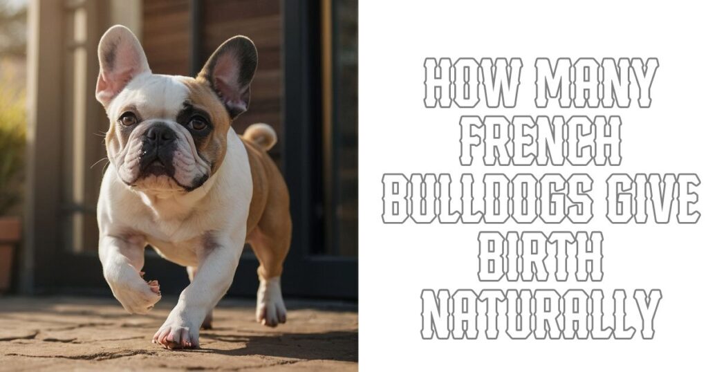 How many French Bulldogs give birth naturally