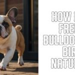 How many French Bulldogs give birth naturally