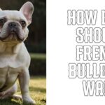 How Long Should French Bulldogs Walk