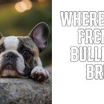 Where were french bulldogs bred