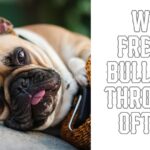 Why french bulldogs throw up often?