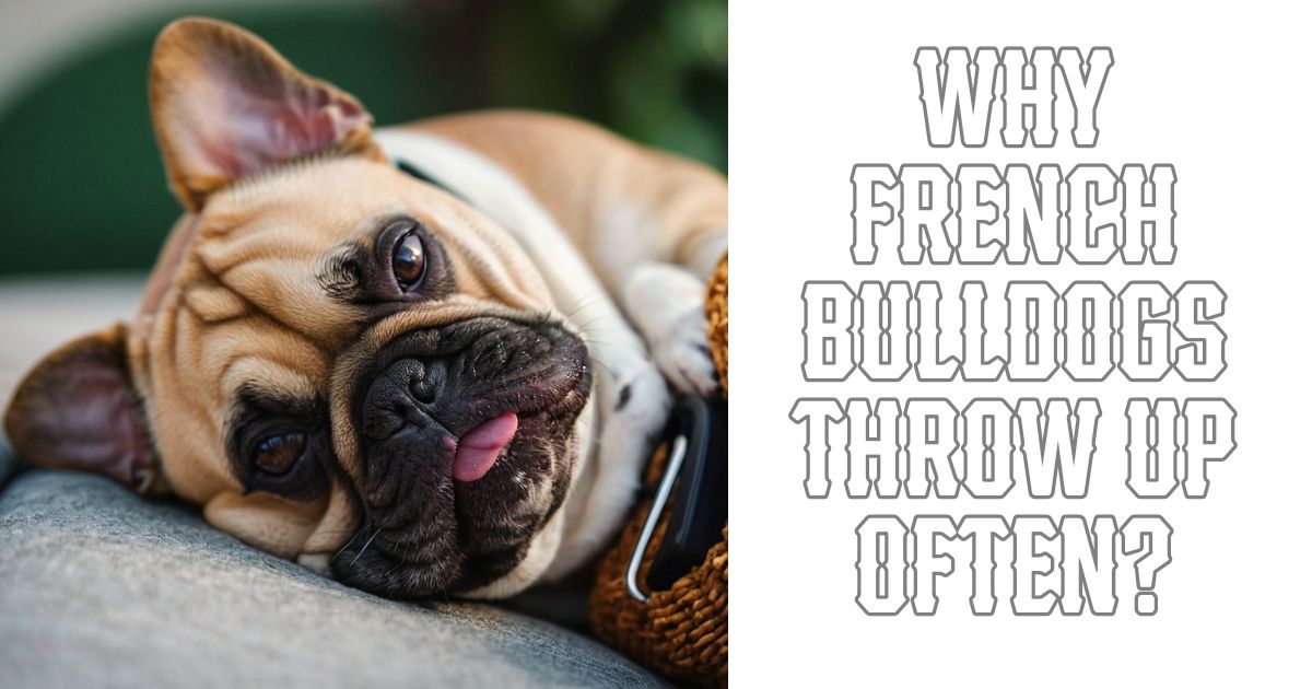 Why french bulldogs throw up often?