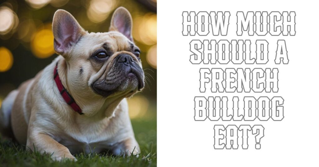 How Much Should A French Bulldog Eat?