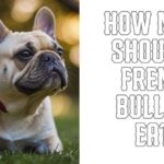 How Much Should A French Bulldog Eat?