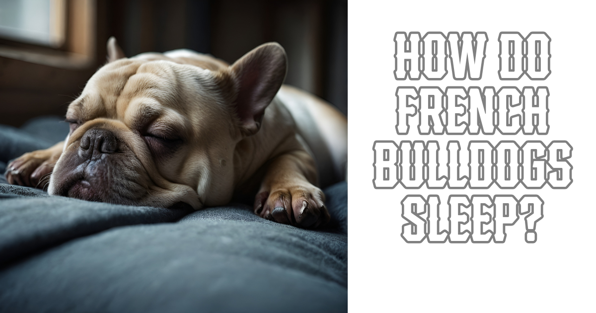 How do french bulldogs sleep