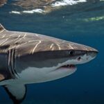 How Much Do Baby tiger sharks weigh?